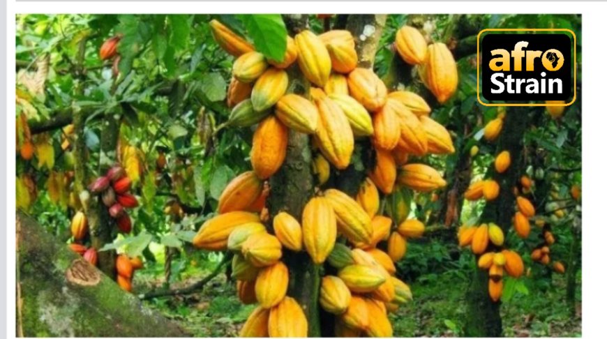 Nigeria Set To Overtake Ivory Coast, Ghana On Cocoa Sustainability