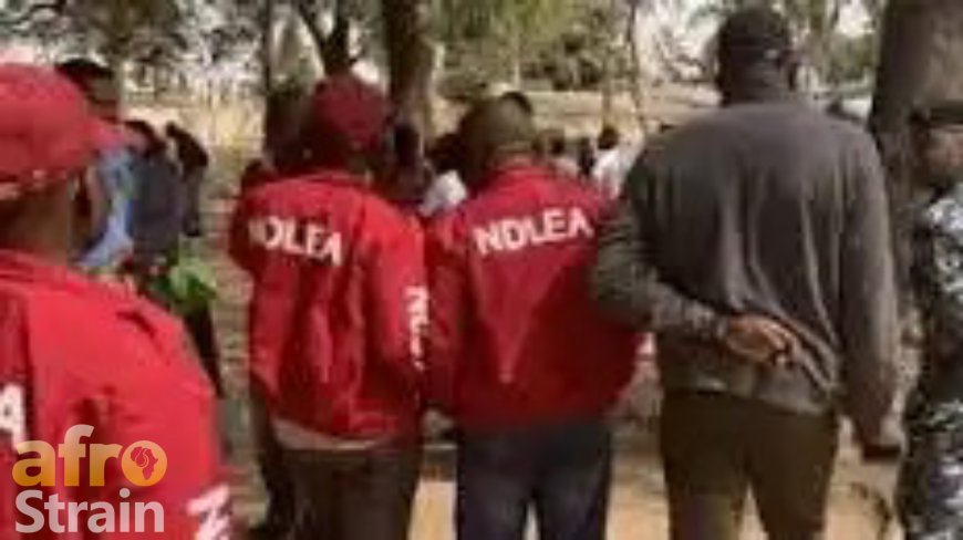 343 suspects in NDLEA custody over drug-related offences