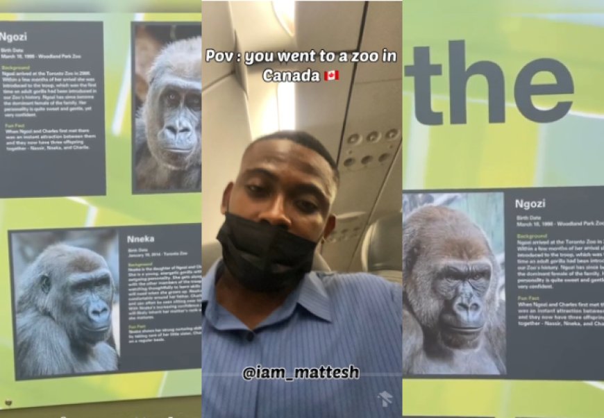 Nigerian man expresses disbelief as he finds gorillas named ‘Ngozi’ and ‘Nneka’ at Canadian zoo