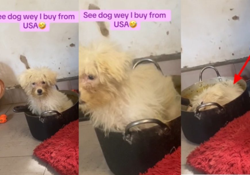 Man Rants As He Finds Expensive His Dog Sleeping Inside Pot, Eating Rice And Stew